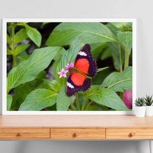 K&ouml;nnte beinhalten: Ein rot-schwarzer Schmetterling mit wei&szlig;en Markierungen sitzt auf einer rosa Blume in einem &uuml;ppigen gr&uuml;nen Garten.