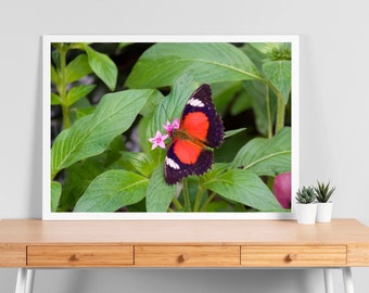 Butterfly Photo Print | Calming Nature Wall Art | Fine Art Landscape Photography (Prints Only, No Frames)