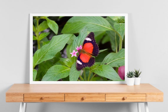 Butterfly Photo Print | Blue Mountains Nature Photography
