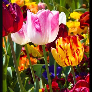 May include: A close-up of a variety of colorful tulips in a garden. The tulips are in shades of pink, red, yellow, and white. The tulips are in focus, while the background is blurred.