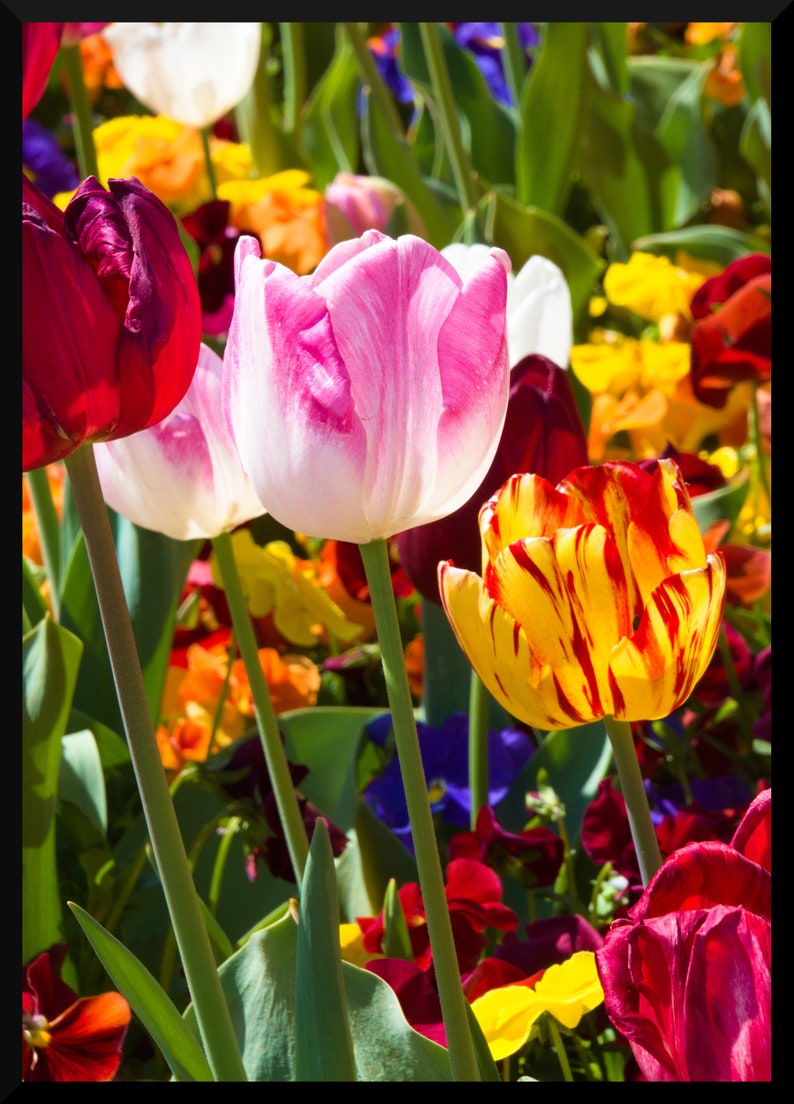 May include: A close-up of a variety of colorful tulips in a garden. The tulips are in shades of pink, red, yellow, and white. The tulips are in focus, while the background is blurred.