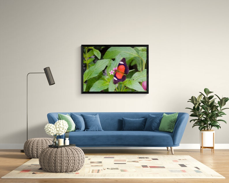K&ouml;nnte beinhalten: Ein blaues Sofa mit gr&uuml;nen und blauen Kissen in einem Wohnzimmer. Ein gerahmtes Bild eines Schmetterlings mit roten und schwarzen Fl&uuml;geln auf gr&uuml;nem Blattwerk h&auml;ngt an der Wand &uuml;ber dem Sofa. Eine Topfpflanze steht rechts neben dem Sofa.