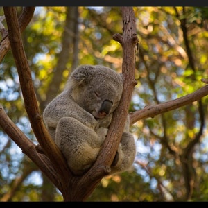 K&ouml;nnte beinhalten: Ein schlafender Koala ruht in einem Baum. Der Koala ist grau mit einer schwarzen Nase und zusammengerollt auf einem braunen Ast. Der Hintergrund ist verschwommen mit gr&uuml;nem und gelbem Laub.