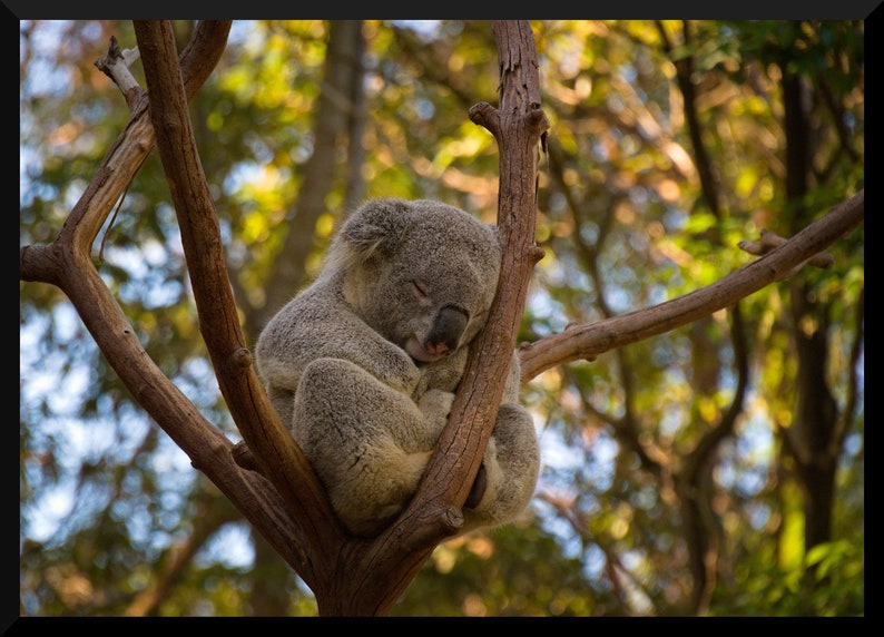 K&ouml;nnte beinhalten: Ein schlafender Koala ruht in einem Baum. Der Koala ist grau mit einer schwarzen Nase und zusammengerollt auf einem braunen Ast. Der Hintergrund ist verschwommen mit gr&uuml;nem und gelbem Laub.