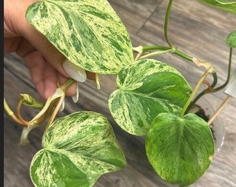 Variegated HeartLeaf Philodendron Hederaceum | FULLY ROOTED | Rare Aroid | Free shipping