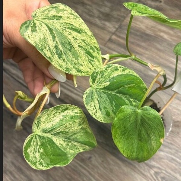 Variegated HeartLeaf Philodendron Hederaceum / TOTALMENTE ENRAIZADO / Aroid raro / Envío gratis