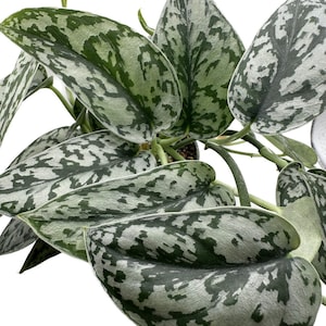 Scindapsus Pictus Silver Lady | Pot Aroid | Houseplant Philodendron | rare house plant | Rare