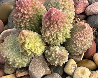 Adromischus marianae — 3 unique plants