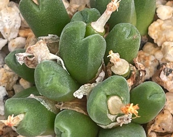 Conophytum breve Naroegas — nice clumps