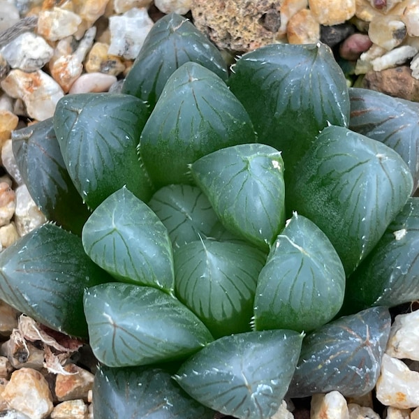 Haworthia cooperi contre dielsiana