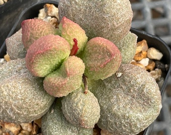 Adromischus marianae — 3 unique plants