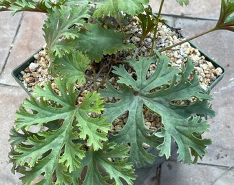 Pelargonium pulverulentum— specimen plant