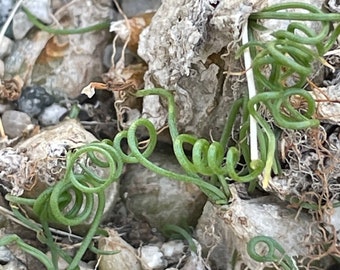 Ornithogalum osmynellum — pendant twirly bulb