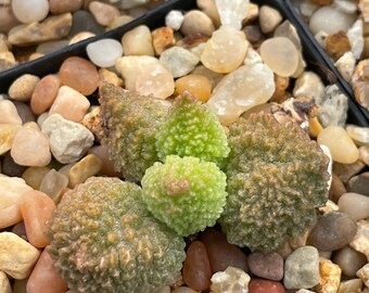 Adromischus marianae — extreme bumpy green 3 plants