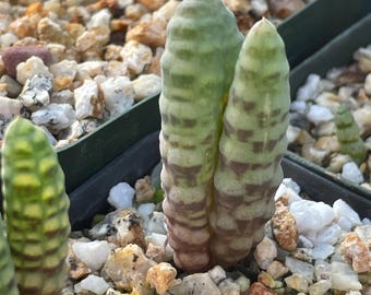 Bulbine bruynsii — semillas frescas