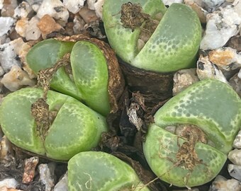 Conophytum longum : touffes matures