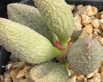 Adromischus marianae — 3 unique plants