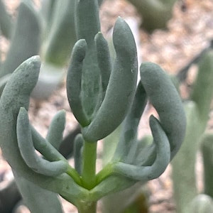 May include: Close-up of a unique succulent plant with thick, finger-like leaves. The plant has a pale green colour with a slightly fuzzy texture. The leaves curve upwards, creating an interesting shape. The stem is a vibrant green, contrasting with the leaves. The plant is a type of succulent.
