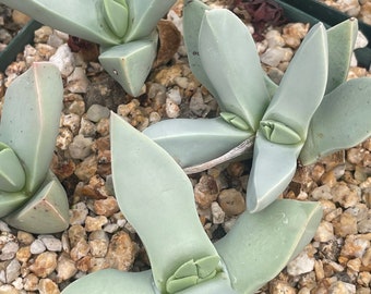 Schwantesia acutipetala — rare living stone — 2 plants