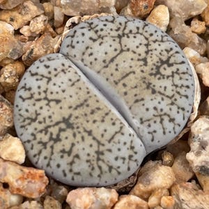 May include: A Lithops succulent plant featuring two rounded, fleshy lobes with a smooth, light gray surface. The top of the plant displays a complex, dark brown, branching vein-like pattern and small dots, creating a distinct, textured appearance.