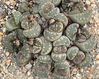 Lithops otzeniana — 15 headed specimen