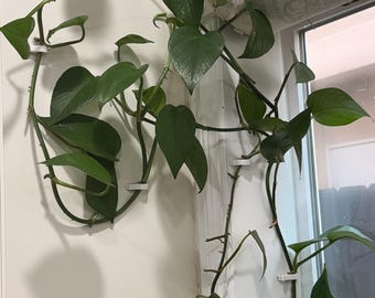 3D gedruckte Pflanzenstamm Clips | Rankenstütze für Monstera, Pothos, Philodendron