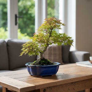 May include: A Japanese maple bonsai tree in a blue ceramic pot sits on a wooden table. The tree has green and red leaves. The table is made of light brown wood. The background includes a window and a gray couch.