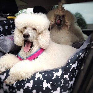 May include: Two white standard poodles are sitting in the back seat of a car. The poodle in the foreground is yawning and has a pink collar on. The poodle in the background is looking at the camera and has a white bow on its head. The back seat is covered in a black and white patterned dog seat cover.