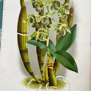 Antique Botanical Hand Colored Engravings Orchids and Ferns circa 1885