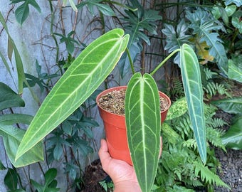 Anthurium Warocqueanum dark and narrow form Starter Plant Anthurium Warocqueanum dark and narrow form Starter Plant