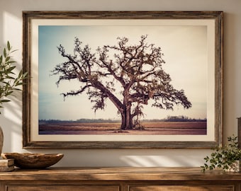 May include: A framed landscape photograph featuring a large, sprawling oak tree with mossy branches centered in a flat, open field. The image is encased in a dark, weathered wooden frame with a wide off-white mat, displayed on a wooden surface.
