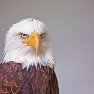 Digital Birds Of Prey Poster - American Bald Eagle - 11,67 inches wide by 7.78 inches high