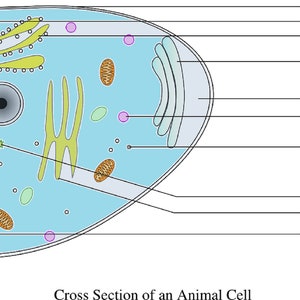 Klassenzimmer Poster - Biologie - Die Tierzelle - 70cm breit mal 100cm hoch