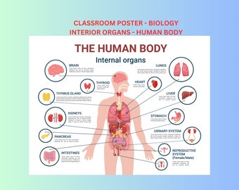 Classroom Poster - Biology - Internal Organs - 32 inches wide by 24 inches high