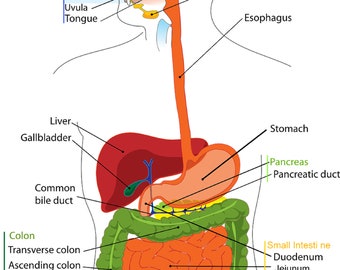 Classroom Poster - Biology - The Digestive System - 27 inches wide by 40 inches high