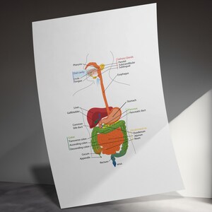 Digestive System Wall Art, Anatomical Wall Decor, Medical Student Gift ...