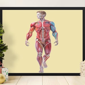 Grafiek van de menselijke anatomie, digitale download biologie kunst aan de muur, onderwijs poster voor klas medische kamer, afdrukbare wetenschappelijke kunst