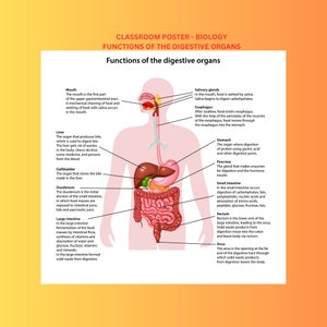 Classroom Poster - Functions of the Digestive Organs - 13 inches wide by 13 inches high
