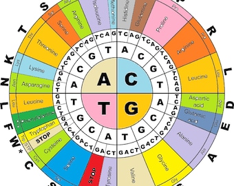 Classroom Poster - Biology - DNA Amino Acids Code - 11 inches by 17 inches