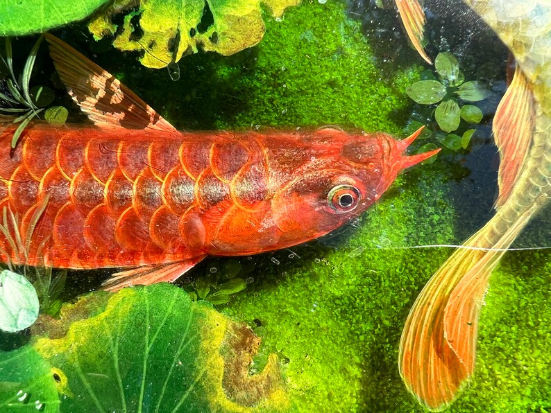 Dragonkoi Fish Resin Epoxy Coffee Table Rectangle Resin Etsy