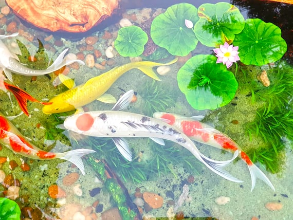 Epoxy table 2024 with fish