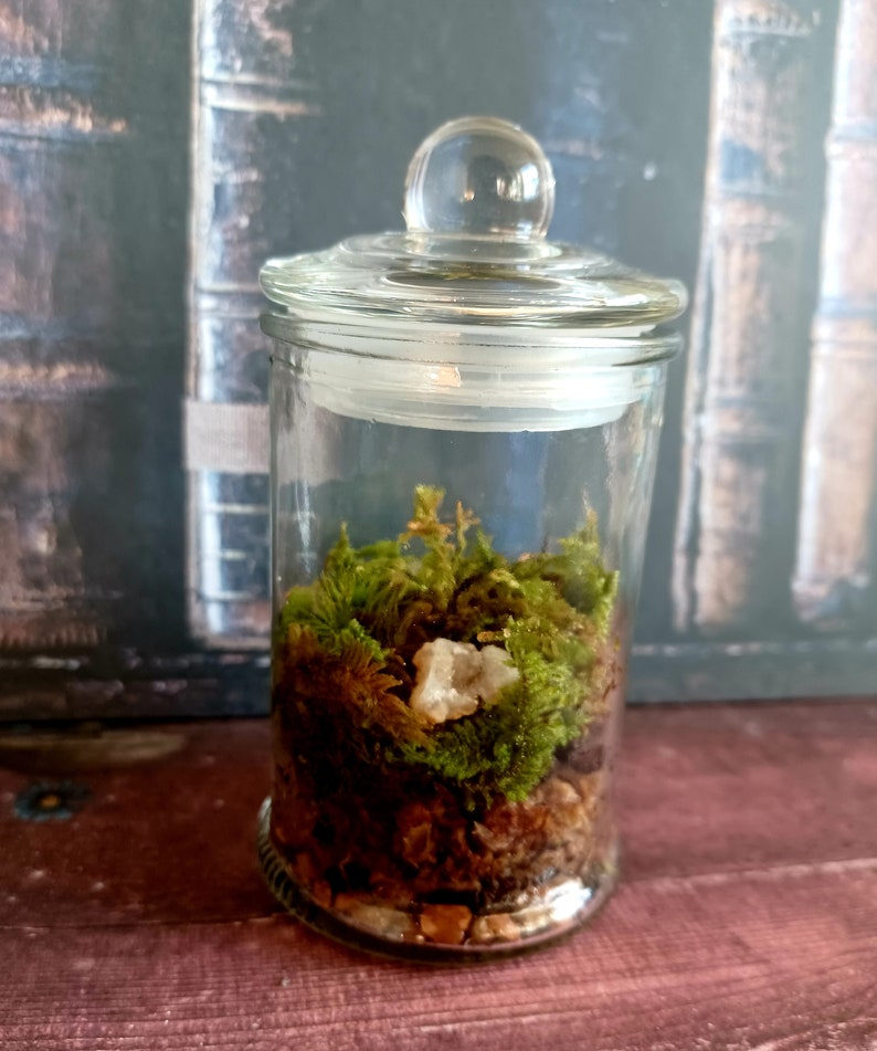 Live Moss Terrarium Apothecary Jar Etsy