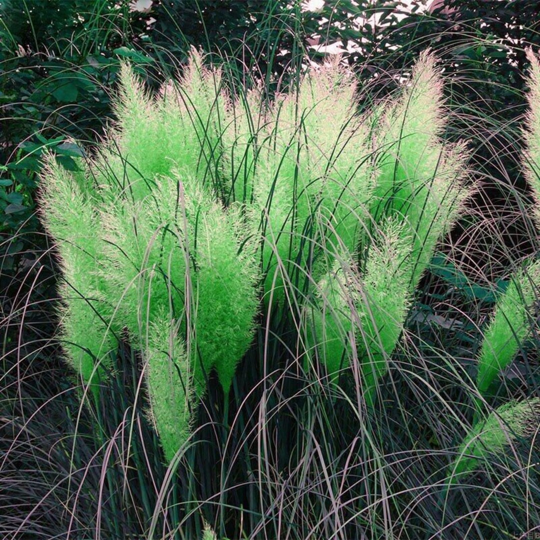 USA SELLER 200 SEEDS Green Pampas Grass Perennial Flowering Etsy