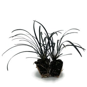 Black Mando Decorative Grass, Pack of 2&3, Live Plant, 2.5" Pots, Fully Rooted, Multiple Rhizomes