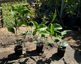 Star Jasmine Vine Plant - Confederate Jasmine - Trachelospermum Jasminoides - Highly fragrant, pack of 2/3, 6-10" long, healthy starter size