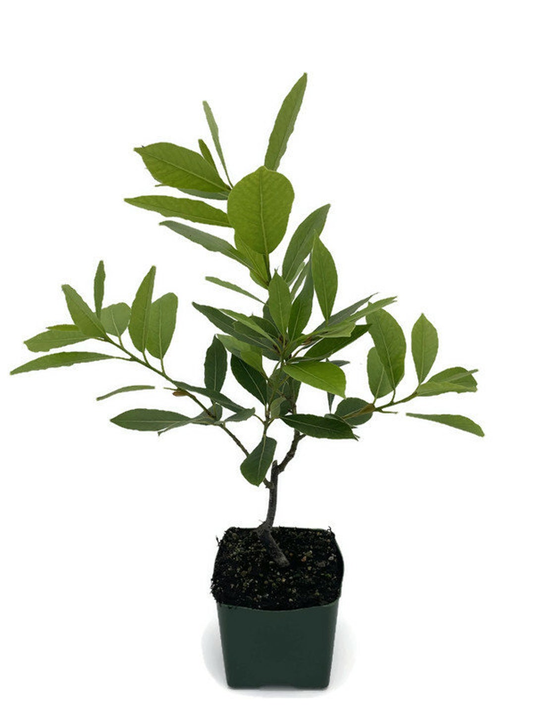 Sweet Bay Laurel, Bay Leaf, Bay Laurel, Laurus Nobilis, Sweet Bay