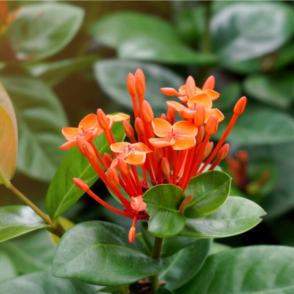 Maui Orange and/ or Maui Yellow IXORA Well-Rooted Plants, Prolific Bloomers- Looks Great Outdoor & Indoor, U.S.A. Seller