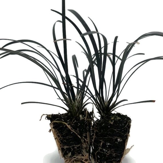 16+ Fountain Coral Plant