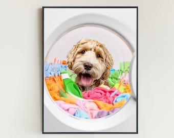 May include: A brown and white dog with its tongue sticking out is peeking out of a washing machine drum filled with colorful clothes.