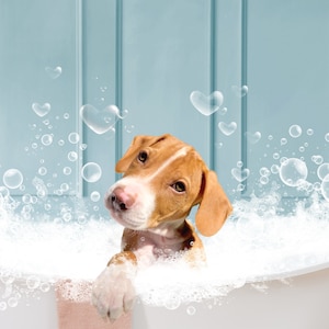 Dog In Bathtub Print, Custom Pet Portrait From Photo, Digital Pet Portrait, Animal in Tub, Funny Bathroom Art, Pet Portrait Canvas, Pet Gift